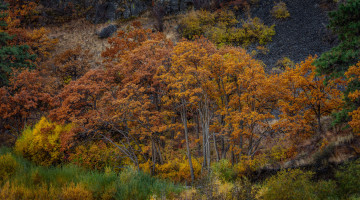 Картинка природа деревья простор