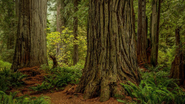 Картинка природа лес деревья