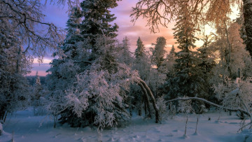 Картинка природа лес зима