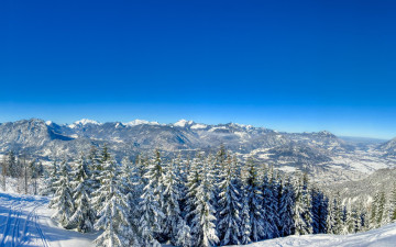 Картинка природа лес снег деревья