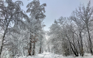 Картинка природа зима деревья снег