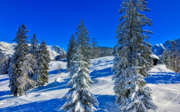 Картинка природа зима деревья снег