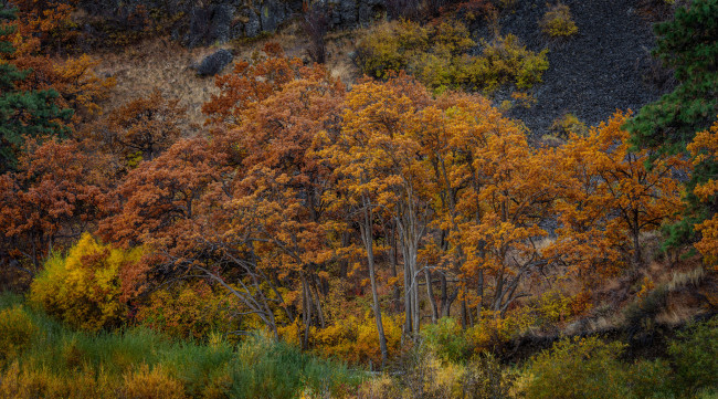 Обои картинки фото природа, деревья, простор