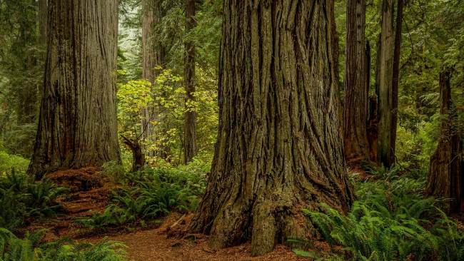 Обои картинки фото природа, лес, деревья