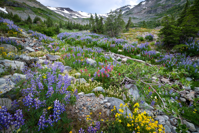 Обои картинки фото природа, луга, простор