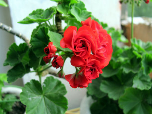 Картинка цветы герань алая