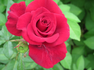 Картинка цветы розы макро