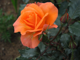 Картинка цветы розы макро