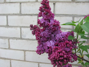 Картинка цветы сирень лиловая ветка