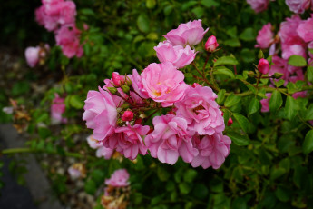 Картинка цветы розы куст розовые