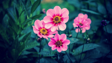 Картинка цветы георгины розовые