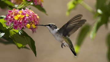 Картинка колибри животные самая маленькая птица в мире да само название птицы очень красивое королева нектара