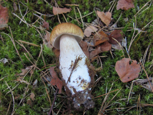 Картинка еда грибы +грибные+блюда боровик