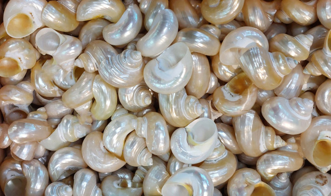 Обои картинки фото разное, ракушки,  кораллы,  декоративные и spa-камни, много