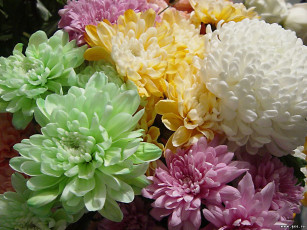 Картинка цветы хризантемы