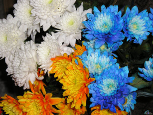 обоя цветы, хризантемы