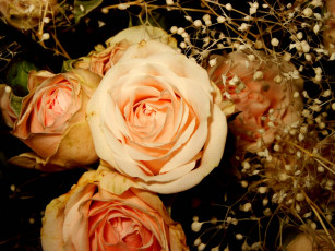 Картинка цветы розы