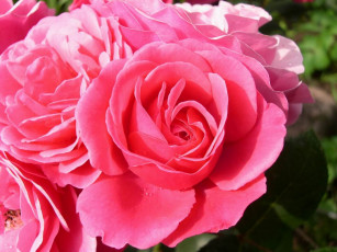 Картинка цветы розы