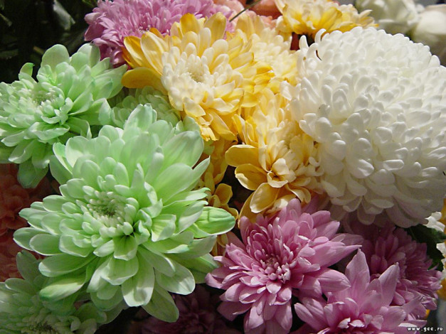 Обои картинки фото цветы, хризантемы