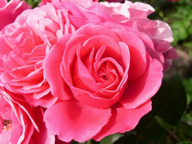 Обои картинки фото цветы, розы