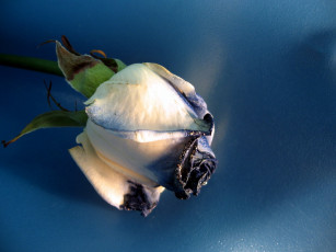 Картинка цветы розы