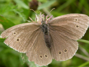 Картинка животные бабочки