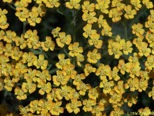 Картинка цветы