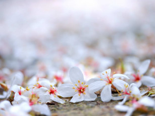 Картинка цветы