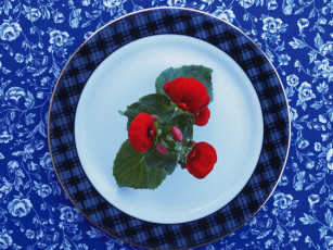 обоя цветы, бегония