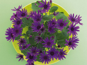 Картинка цветы цинерария