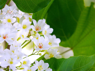 Картинка цветы цветущие деревья кустарники