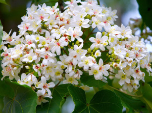 Картинка цветы цветущие деревья кустарники