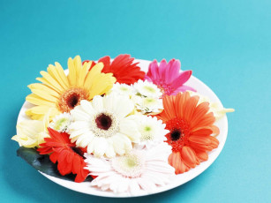 Картинка цветы герберы