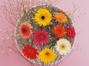 Картинка цветы герберы