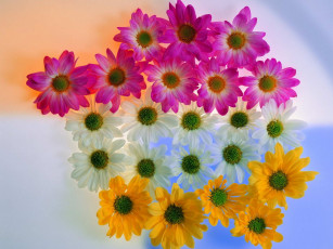 обоя цветы, хризантемы