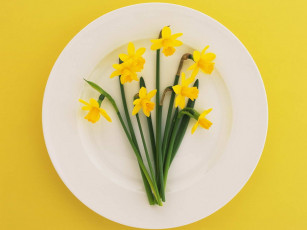 Картинка цветы нарциссы