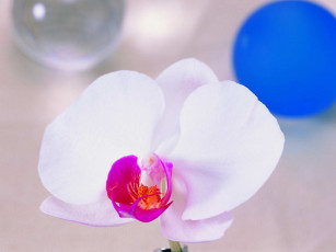 Картинка цветы орхидеи