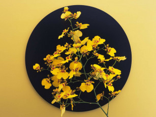 Картинка цветы орхидеи