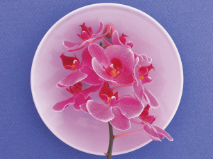 Картинка цветы орхидеи