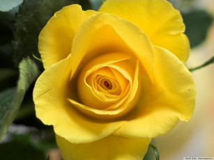 Картинка цветы розы