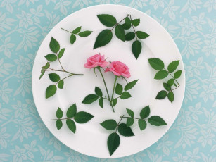 Картинка цветы розы