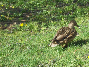 Картинка утка на берегу рижского канала животные утки