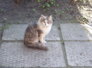 Картинка животные коты