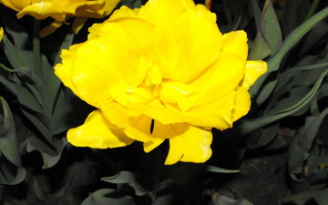 Картинка цветы