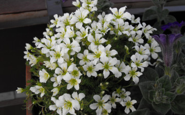 Картинка цветы