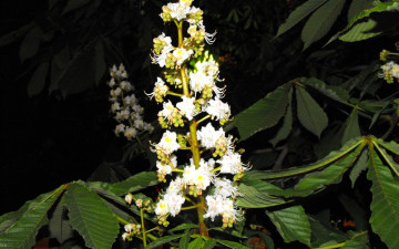 Картинка цветы цветущие деревья кустарники