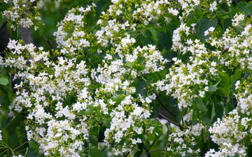 Картинка цветы цветущие деревья кустарники