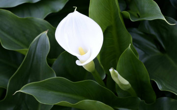 Картинка цветы каллы