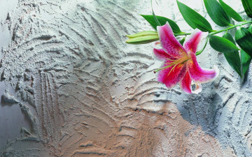 Картинка цветы лилии лилейники