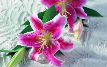 Картинка цветы лилии лилейники